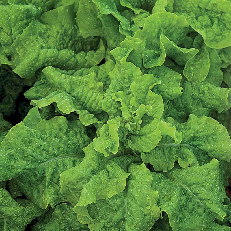 Loose-leaf Lettuce 'Australischer Gele'