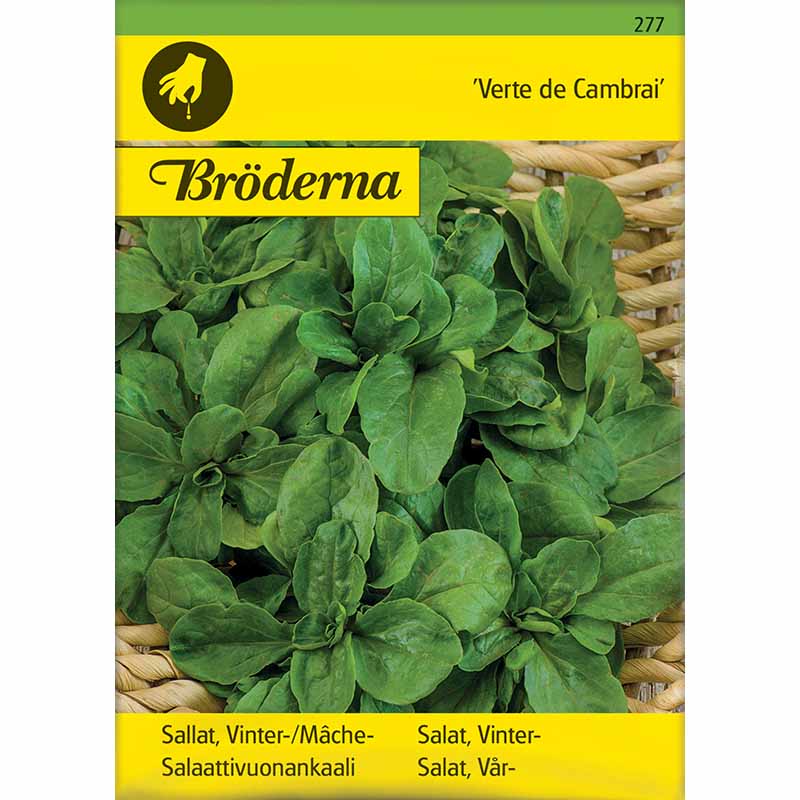 Corn Salad 'Vert de Cambrai'