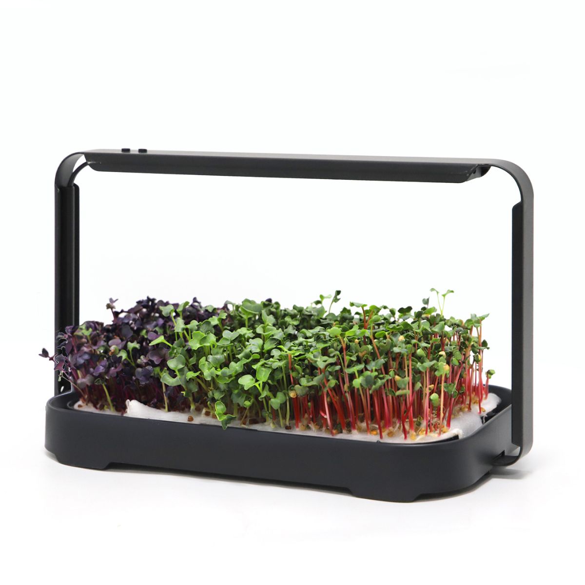 Urban Root Grove Black