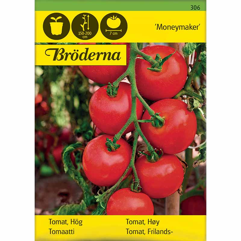 Outdoor Tomato 'Moneymaker'