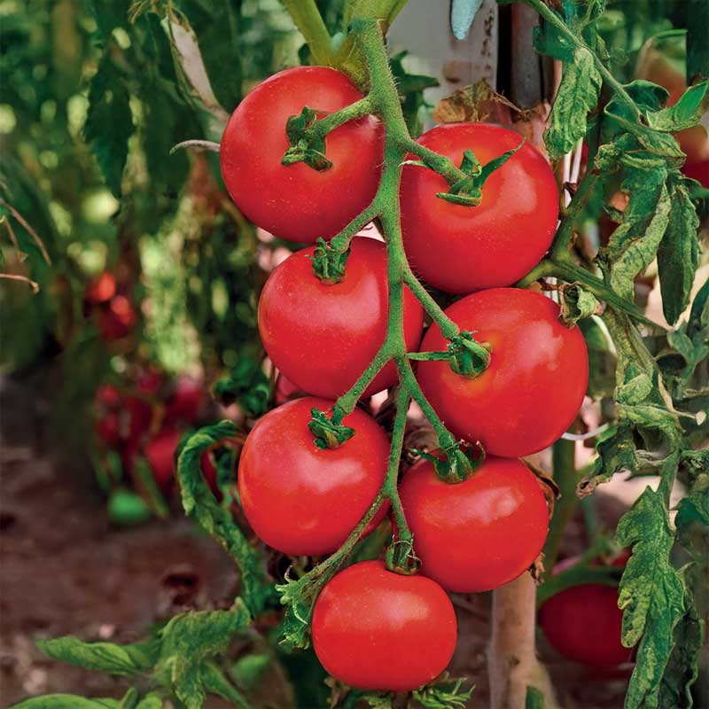 Outdoor Tomato 'Moneymaker'