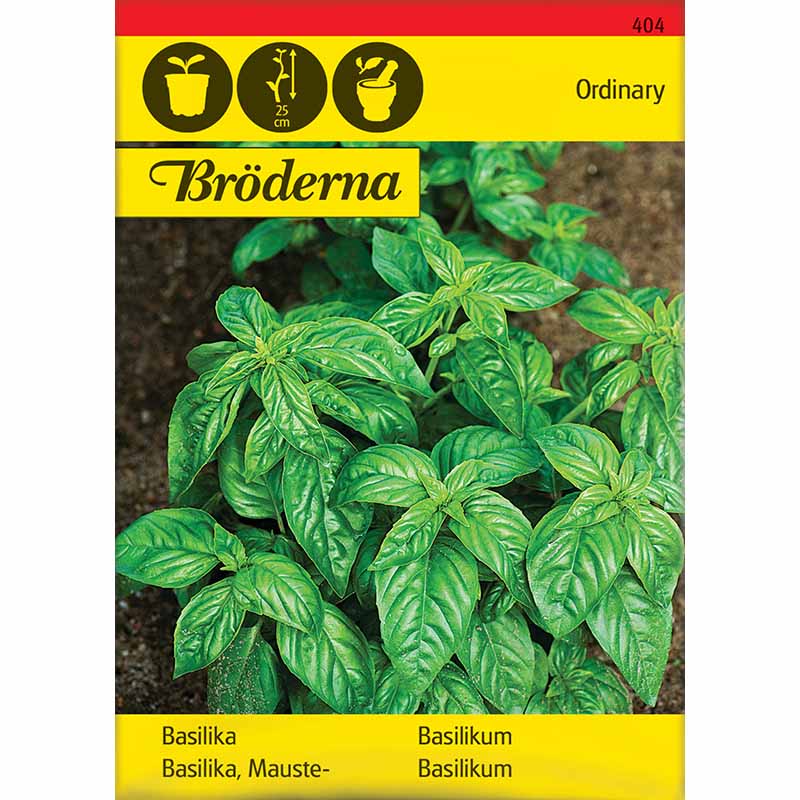 Basil 'Ordinary'