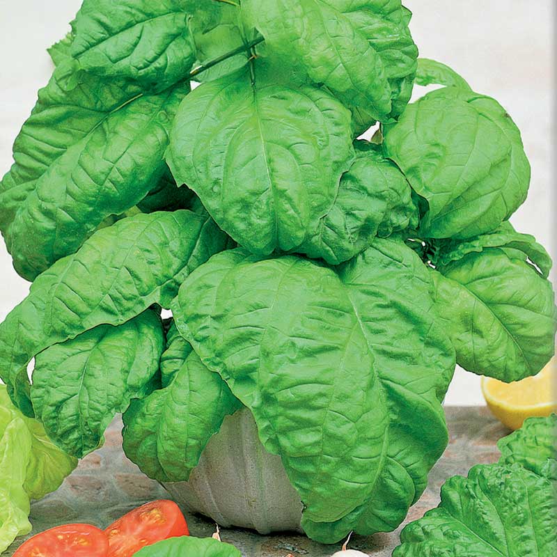 Basil 'Large leaved'