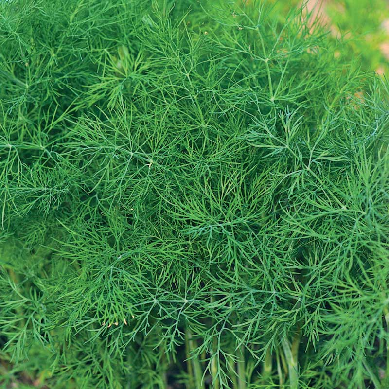 Leaf Dill 'Bouquet'