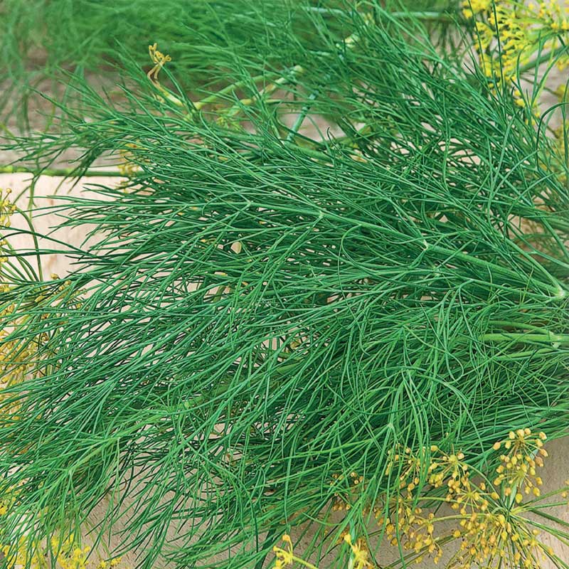 Dill 'Como'