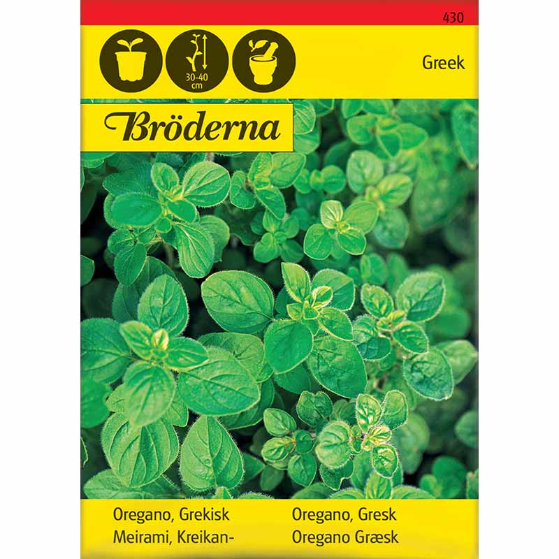 Greek Oregano