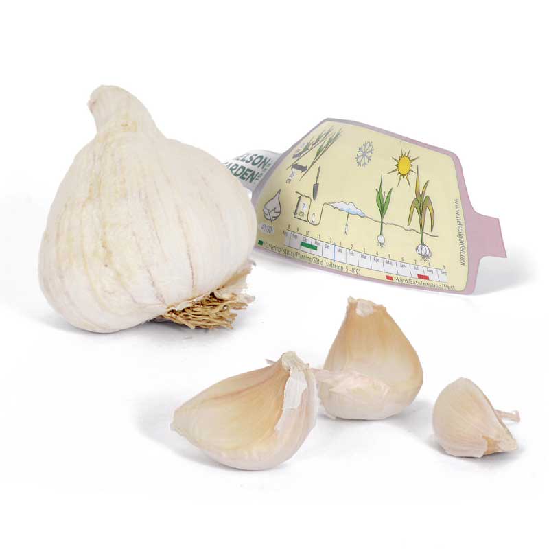 Garlic 'Precosem'