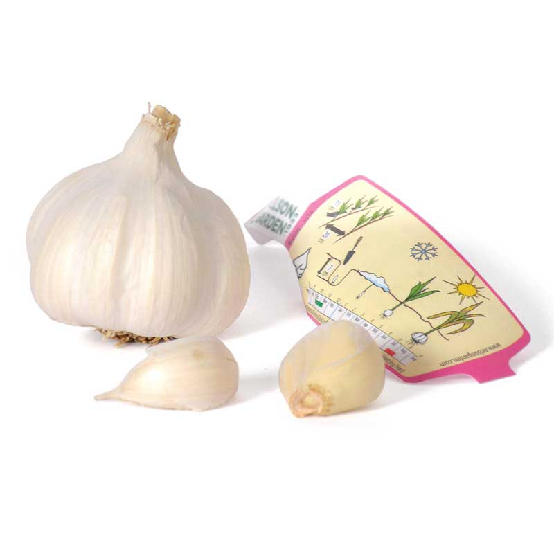 Garlic 'Aulxito'