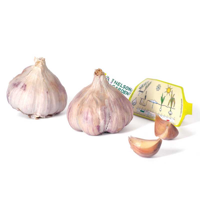 Garlic 'Germidour'