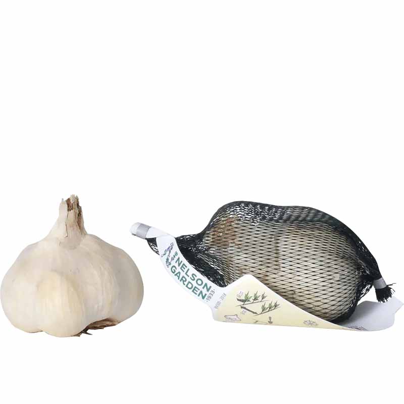 Garlic 'Thermidrome'