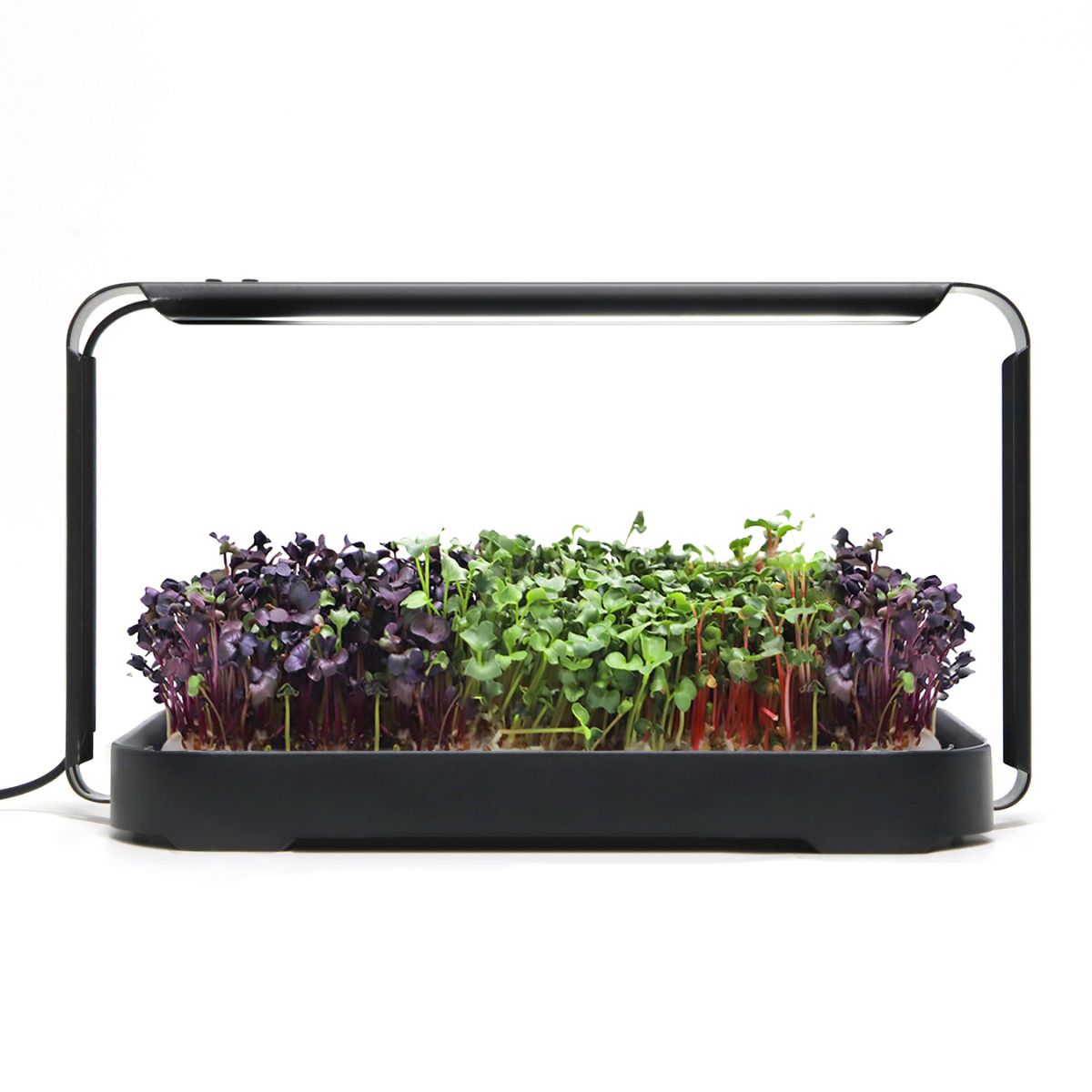 Urban Root Grove Black