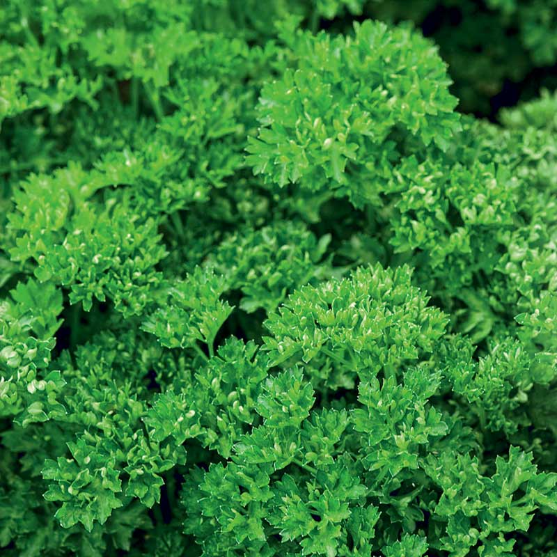 Leaf Parsley 'Moss curled 2'
