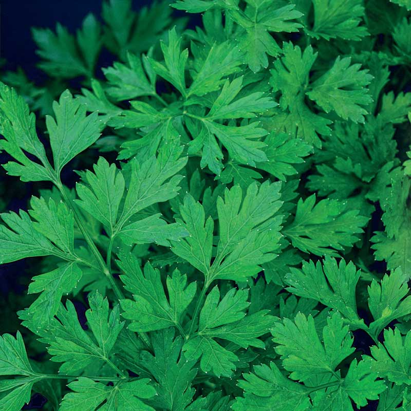 Leaf Parsley 'Comun 3'