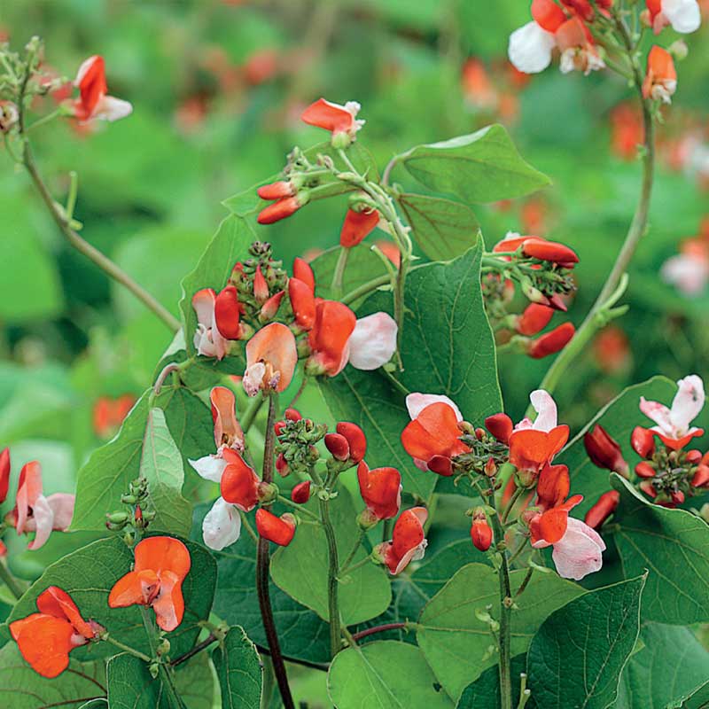 Runner bean 'Hestia'