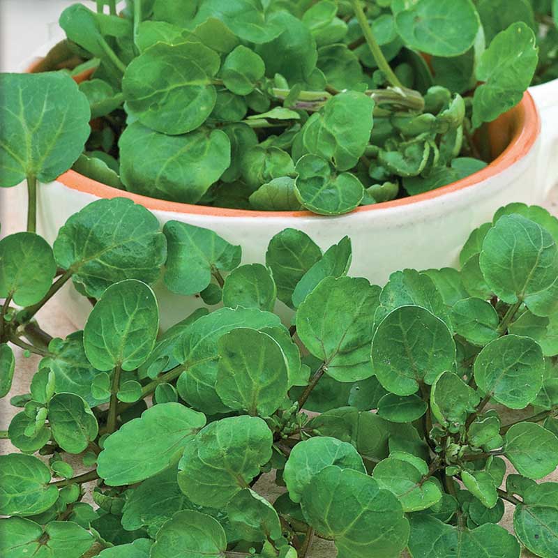 Watercress