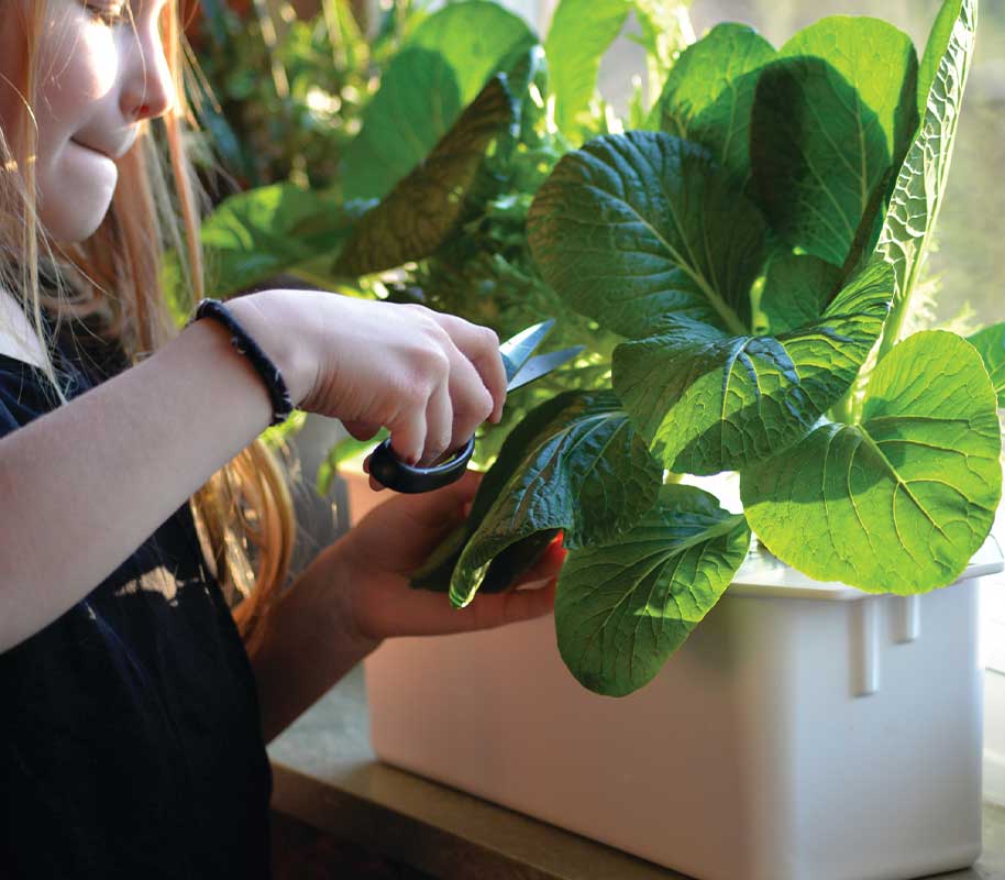 Hydroponic system Harvy 3 white