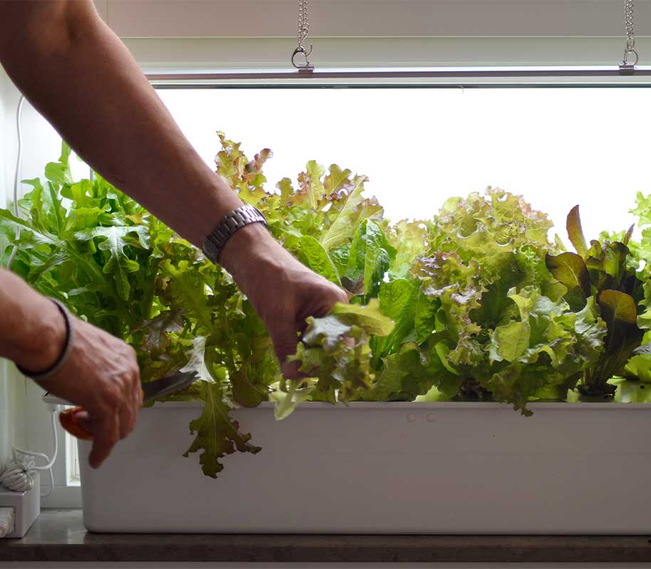 Hydroponic system Harvy 6 white