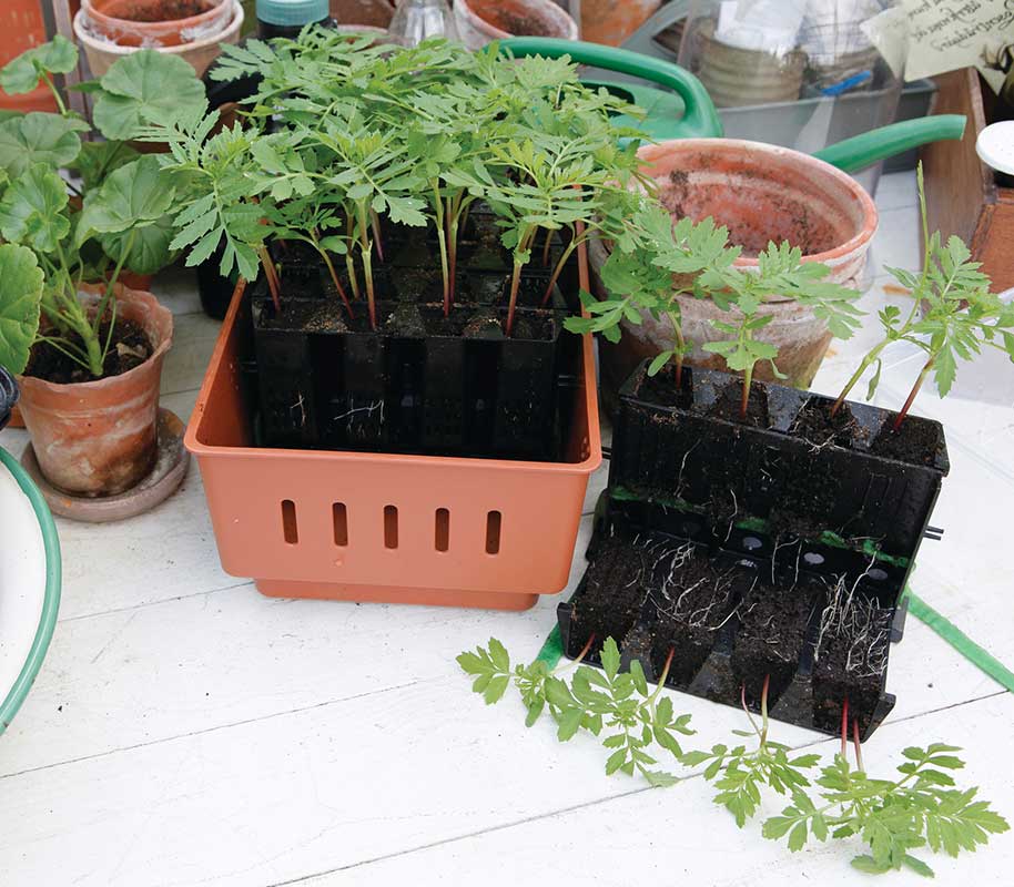 Mini Greenhouse Rootmaster Brown