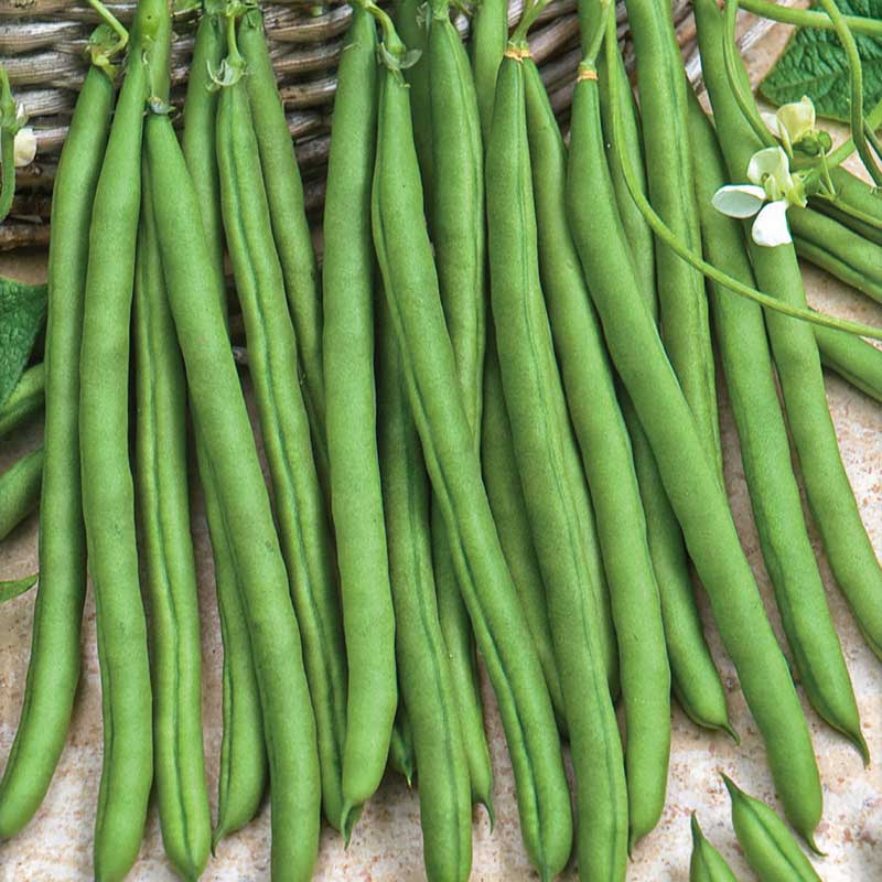 Pole snap bean 'Blue lake'