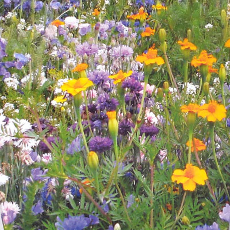 Flowers för nyttoinsekter