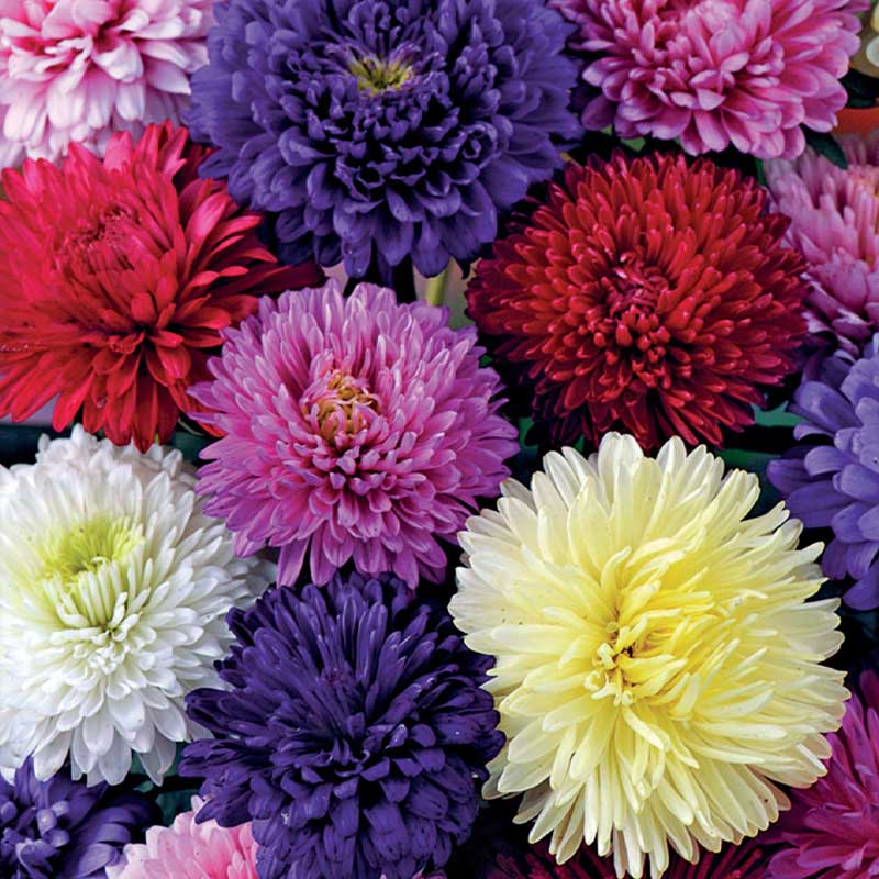 Double Aster Mix Organic