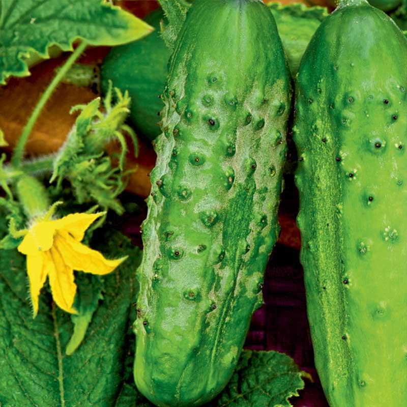 Outdoor Cucumber 'Vert petit de Paris'