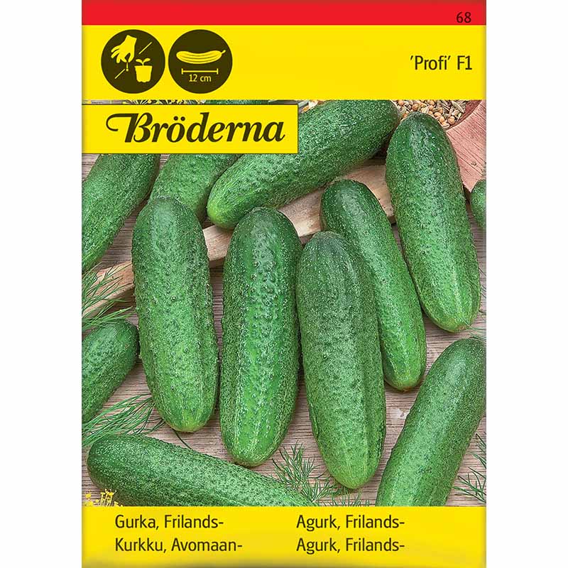 Outdoor Cucumber 'Profi' F1