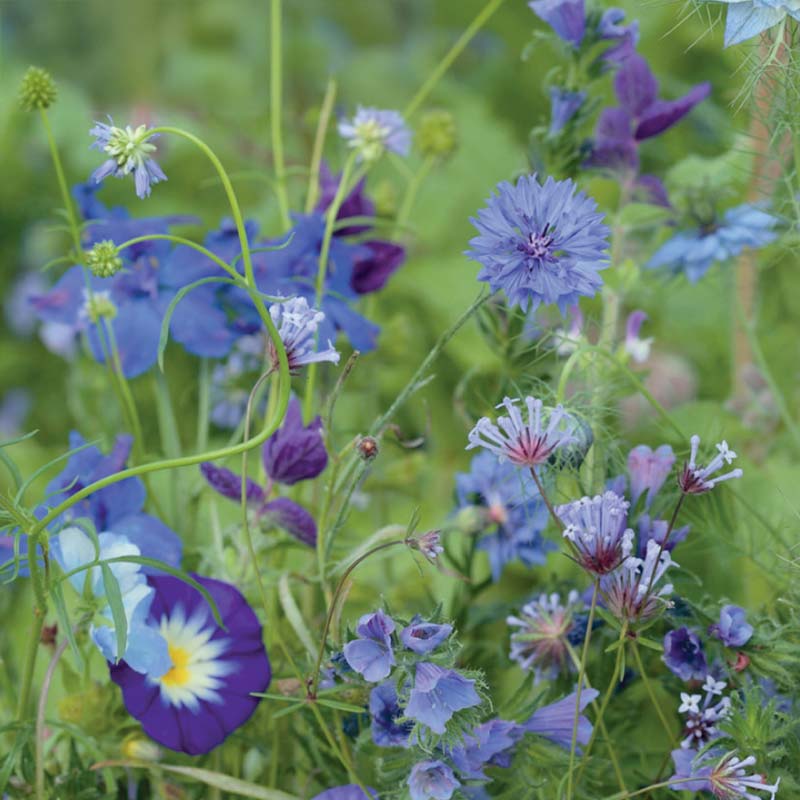 Summer Flower Mix 'Blue Shades'