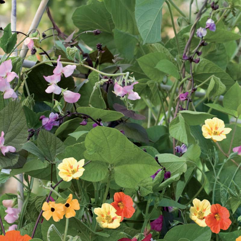 Climbing Plant Mix