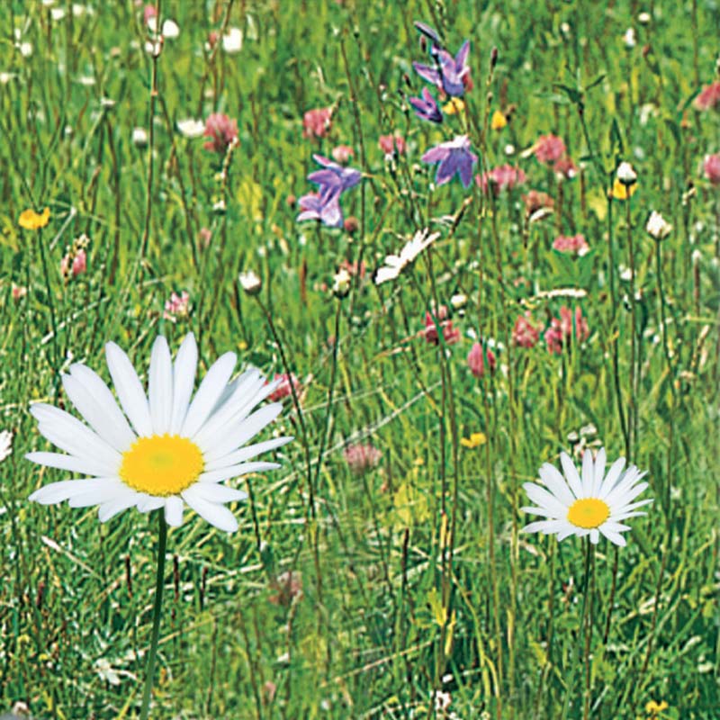 Meadow Flower Mix