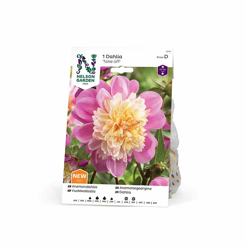 Anemone Dahlia 'Take Off'