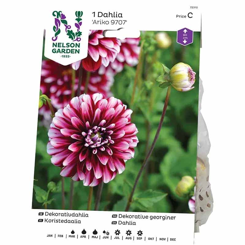 Decorative Dahlia 'Ariko 9707'