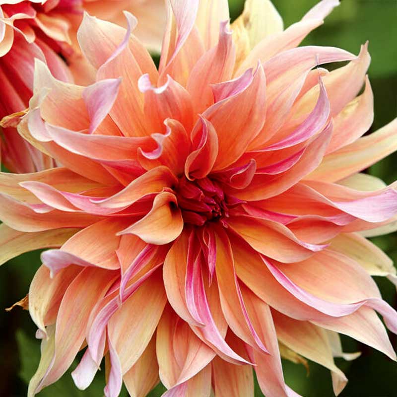 Decorative Dahlia 'Labyrinth'