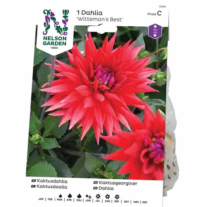 Cactus Dahlia 'Witteman's Best'