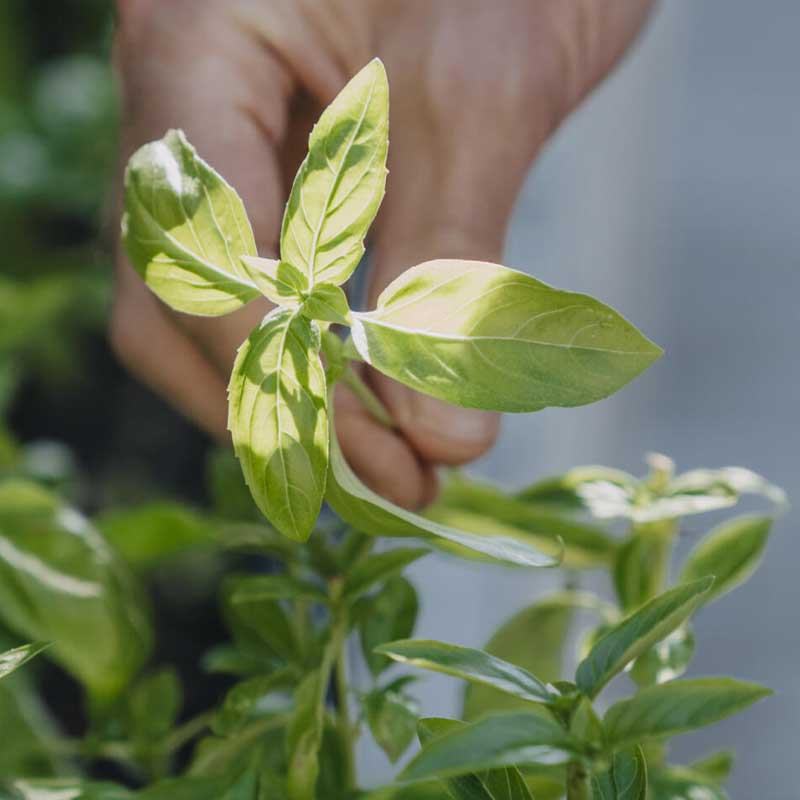 Basil 'Loki' Organic