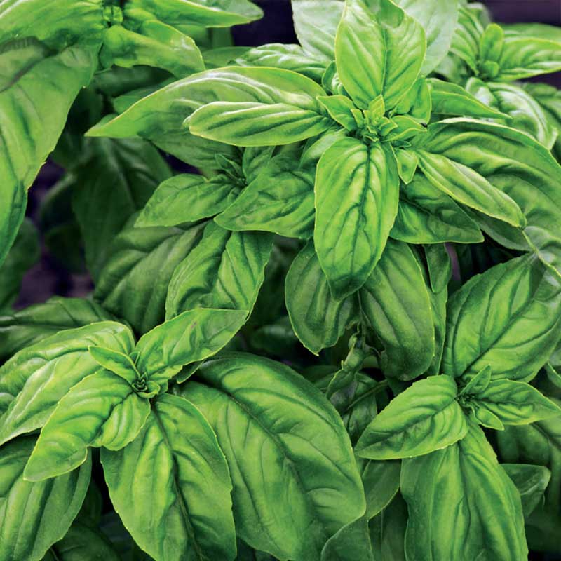 Basil , Grön Ordinary