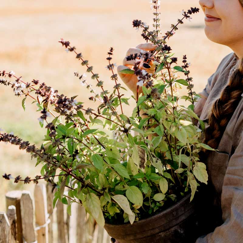 Cinnamon Basil Organic