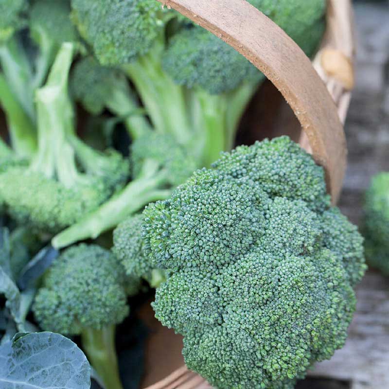 Broccoli 'Calabrese natalino'