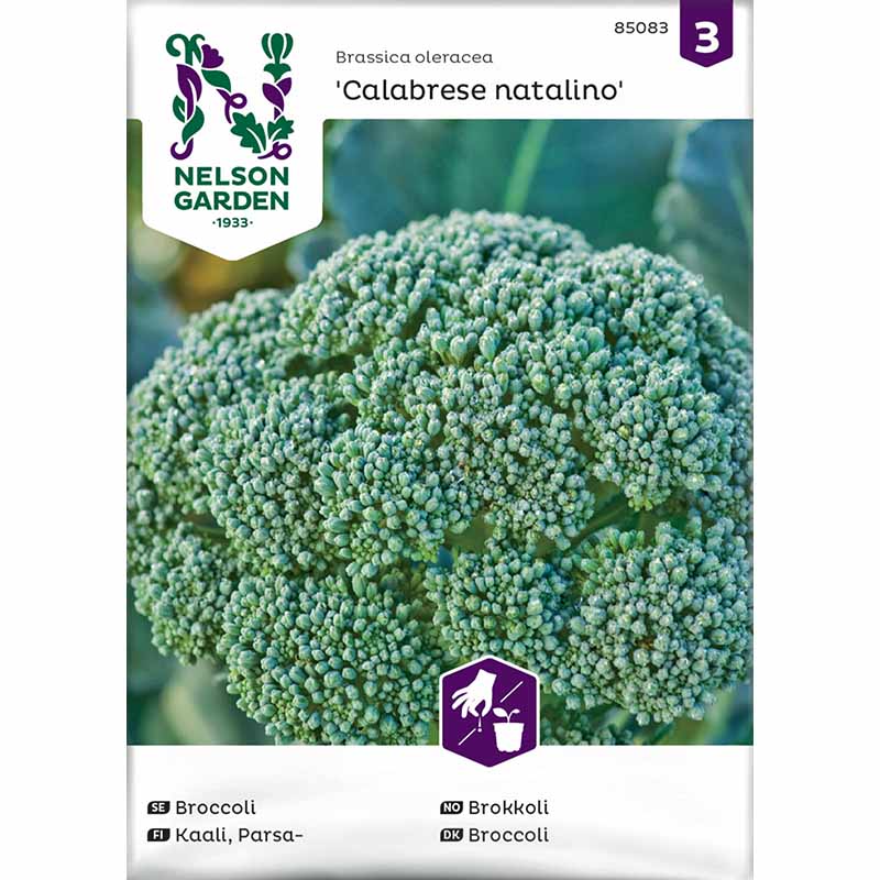 Broccoli 'Calabrese natalino'