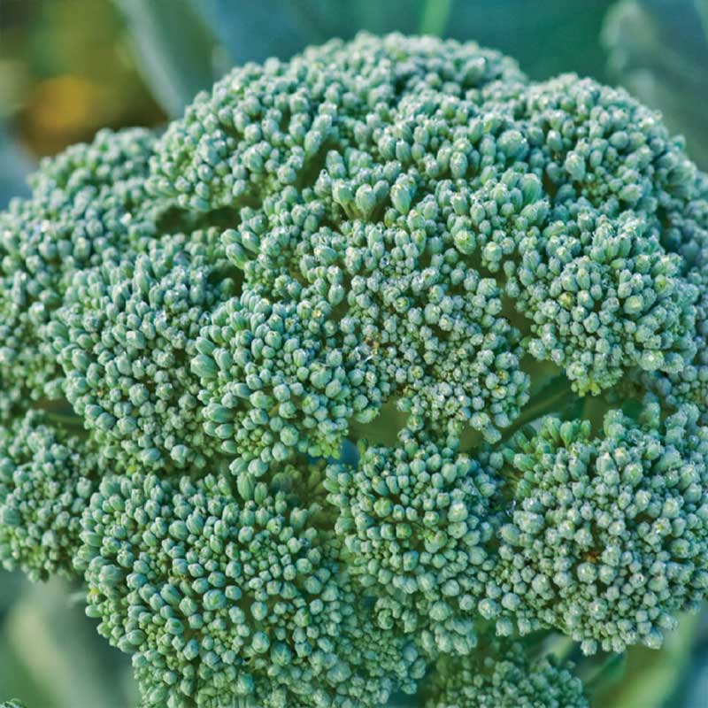 Broccoli 'Calabrese natalino'