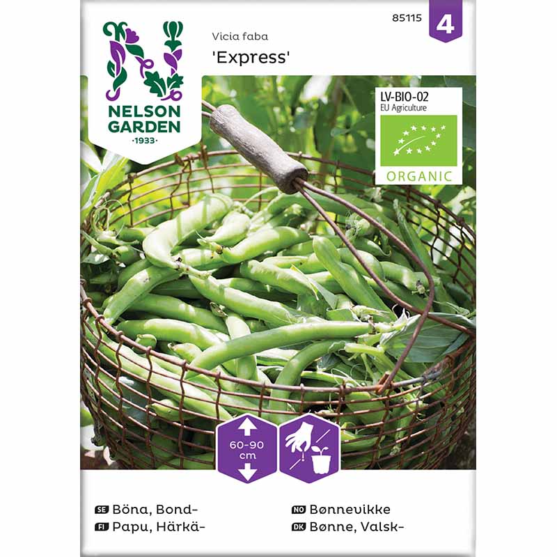 Broad Bean 'Express' Organic