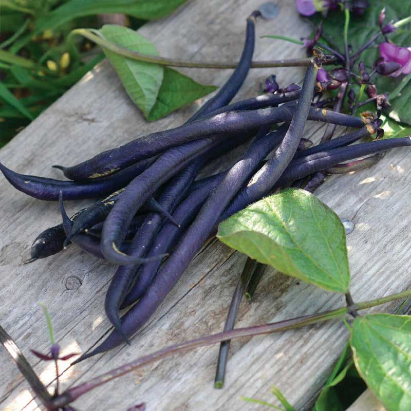 Bush Bean 'Mistik'