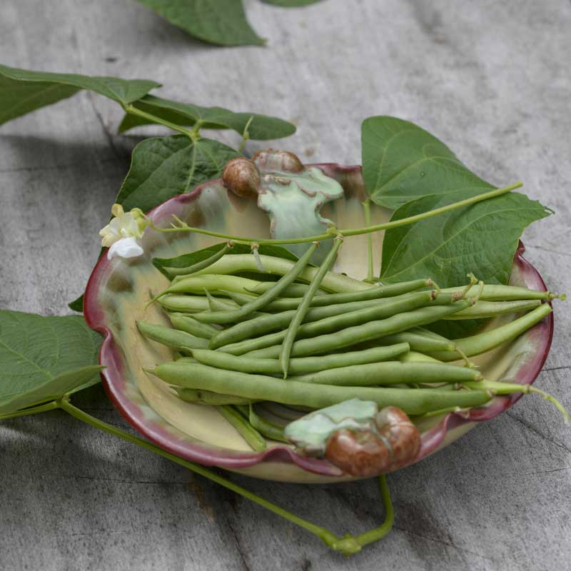 Bush Bean 'Cogito'