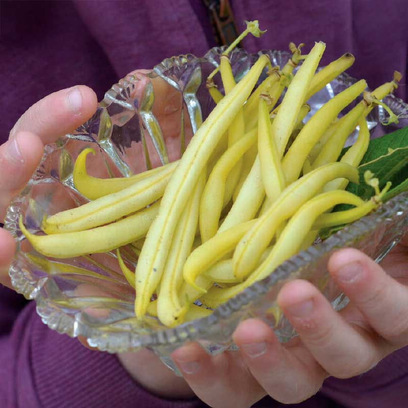 Wax bean 'Dior' organic