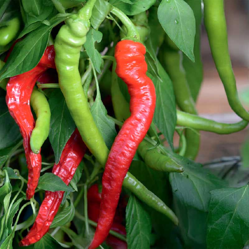 Chili Pepper 'Westlandse Lange Rode' Organic