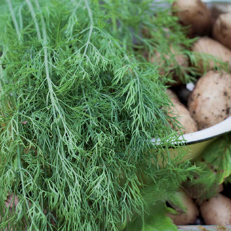 Leaf Dill 'Gold Crown'