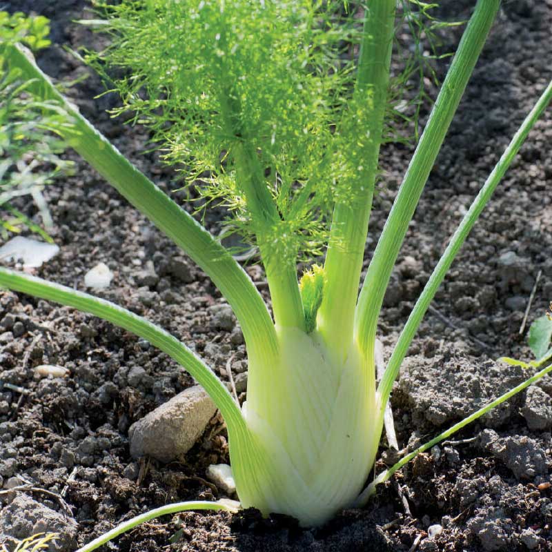 Fennel 'Finale' Organic