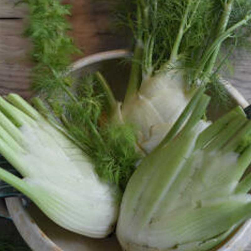 Fennel 'Preludio' F1