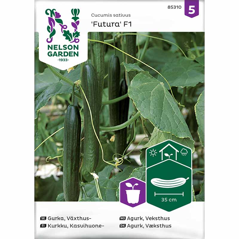 Cucumber 'Futura' F1