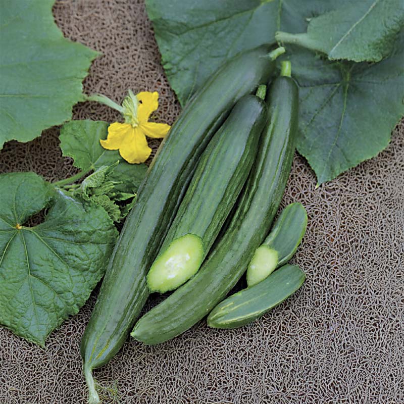 Växthusgurka 'Bella' F1